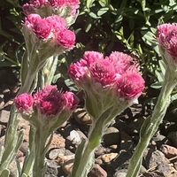 Antennaria rosea